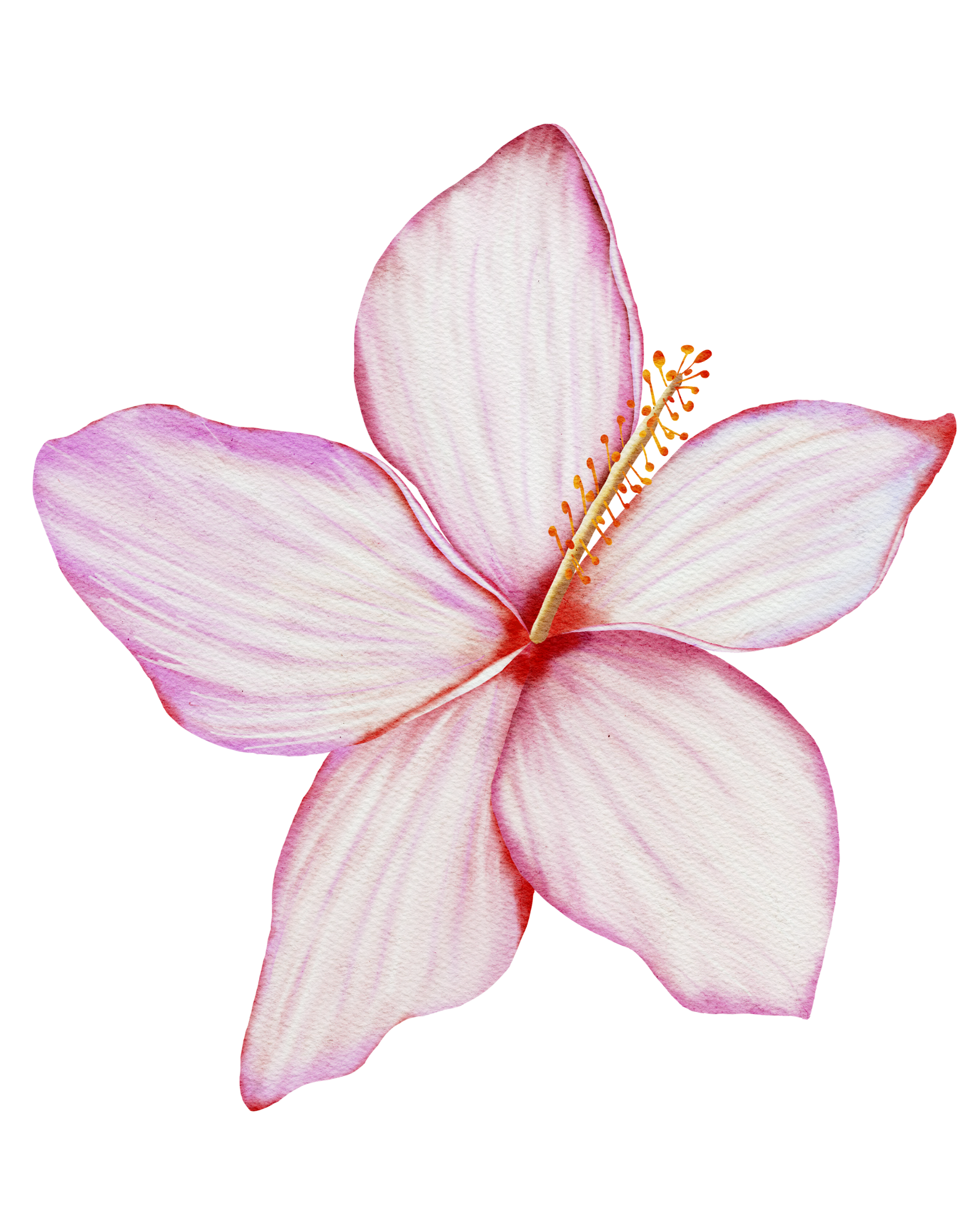 Blooming Botanical Illustration