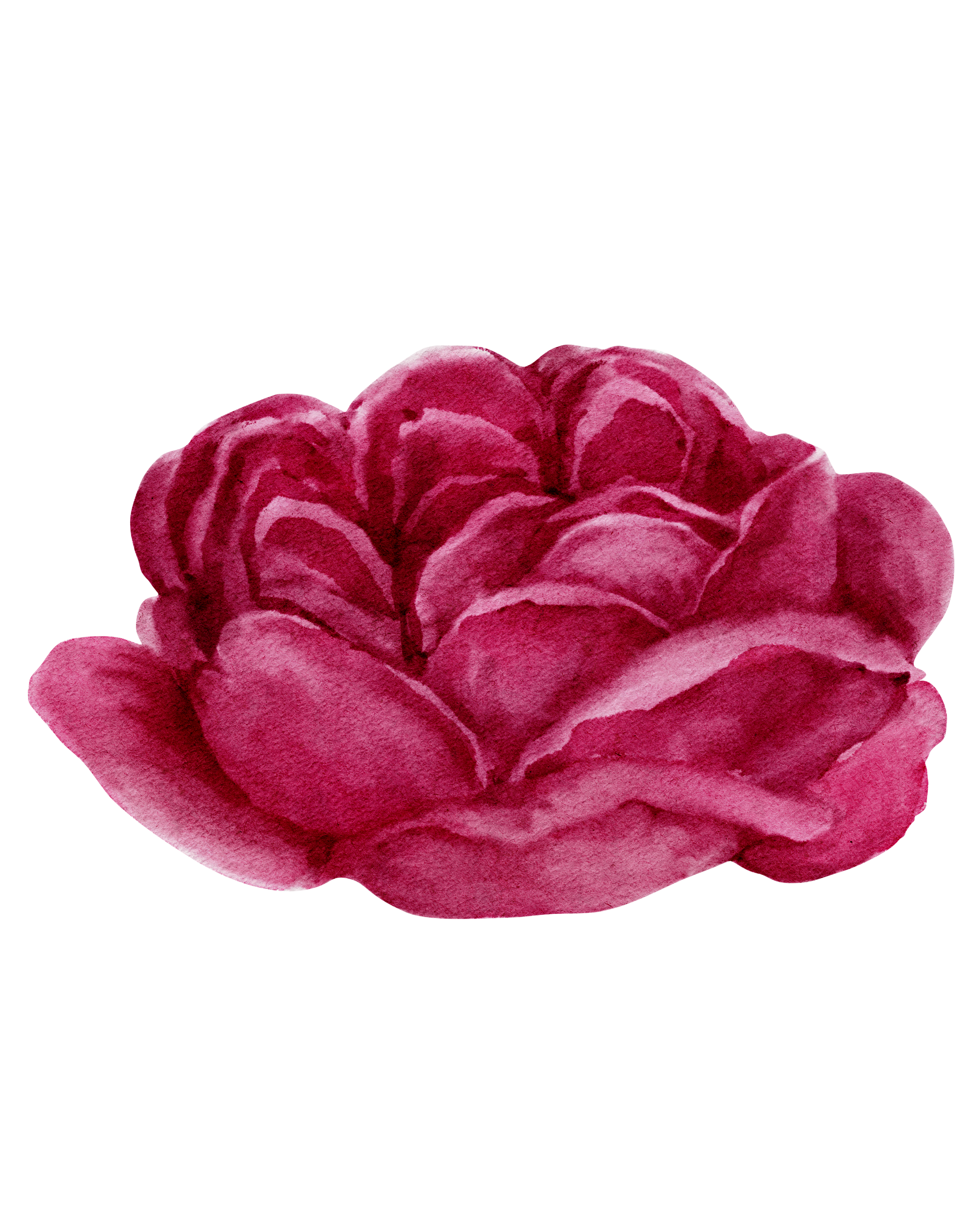 Blooming Botanical Illustration