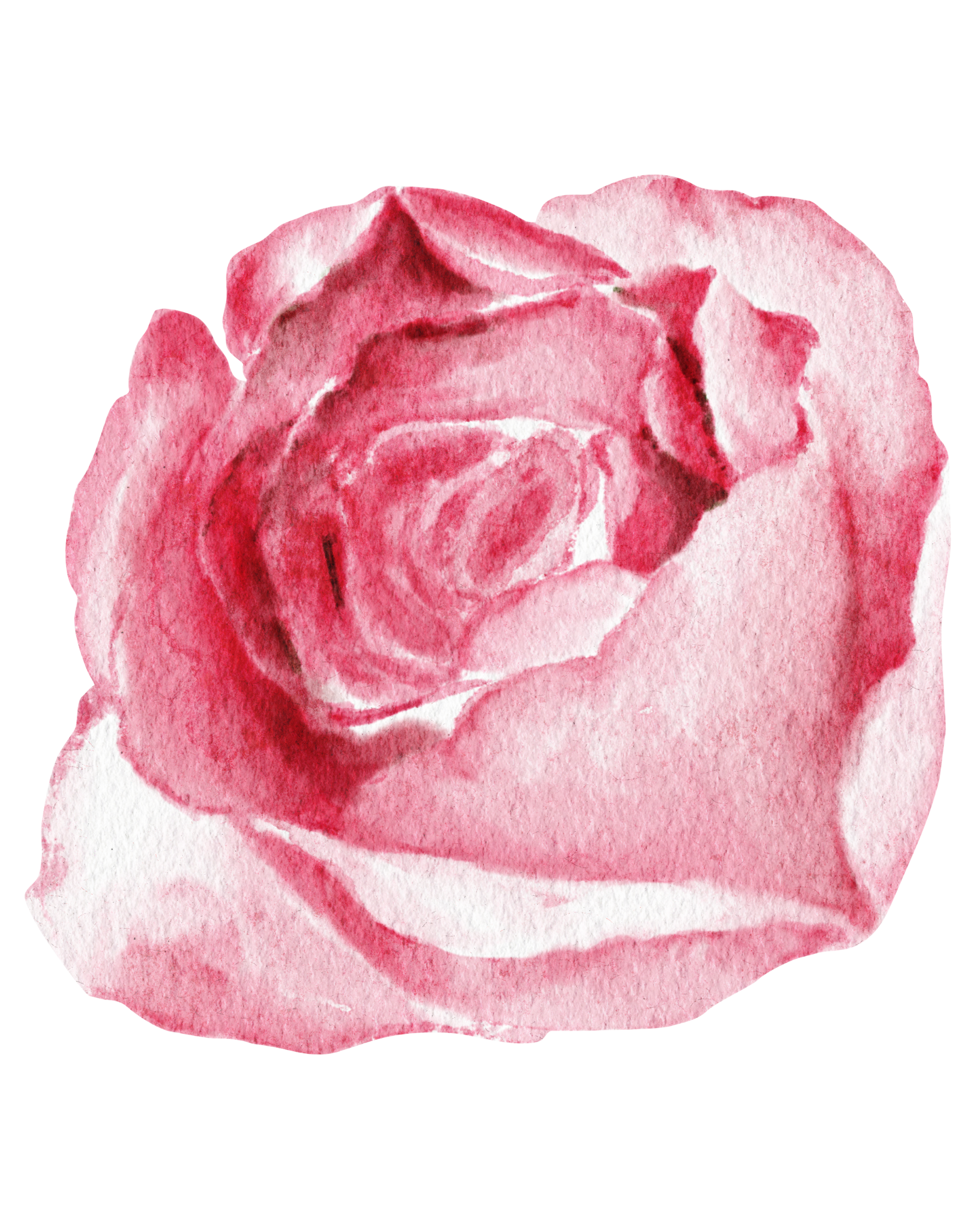 Blooming Botanical Illustration