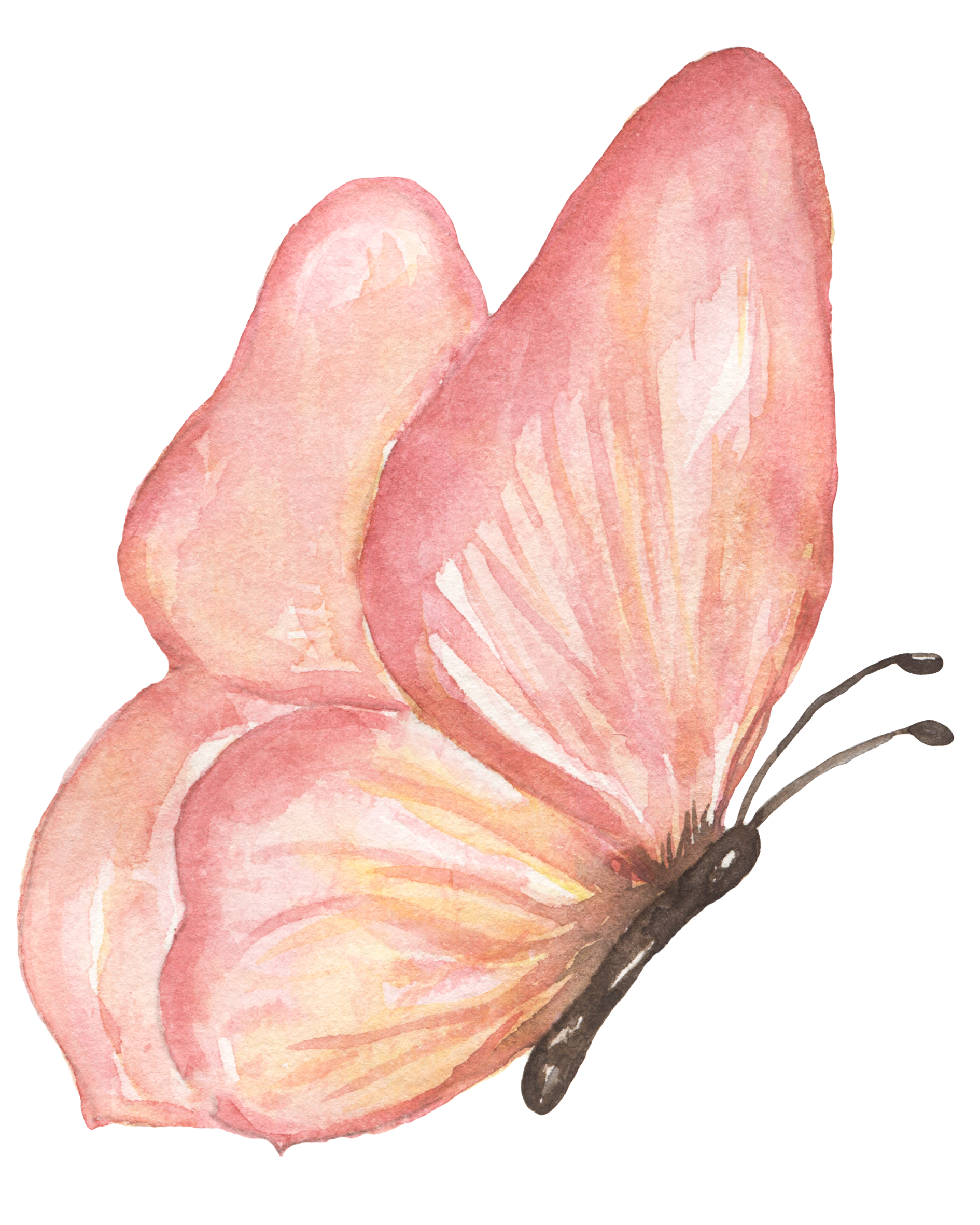 Blooming Botanical Illustration